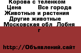 Корова с теленком › Цена ­ 69 - Все города Животные и растения » Другие животные   . Московская обл.,Лобня г.